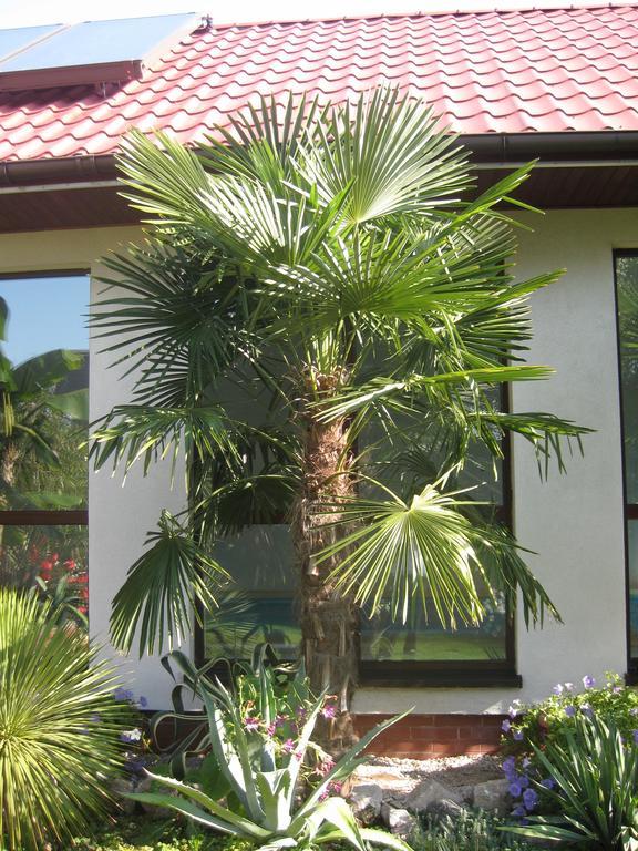 Pokoje Goscinne Pod Palmami Busko Zdroj Room photo